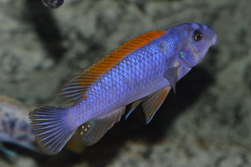 Labeotropheus trewavasae 'Zimbawe Rock'